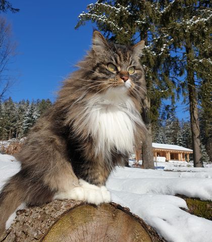 Seelenkatze Mia