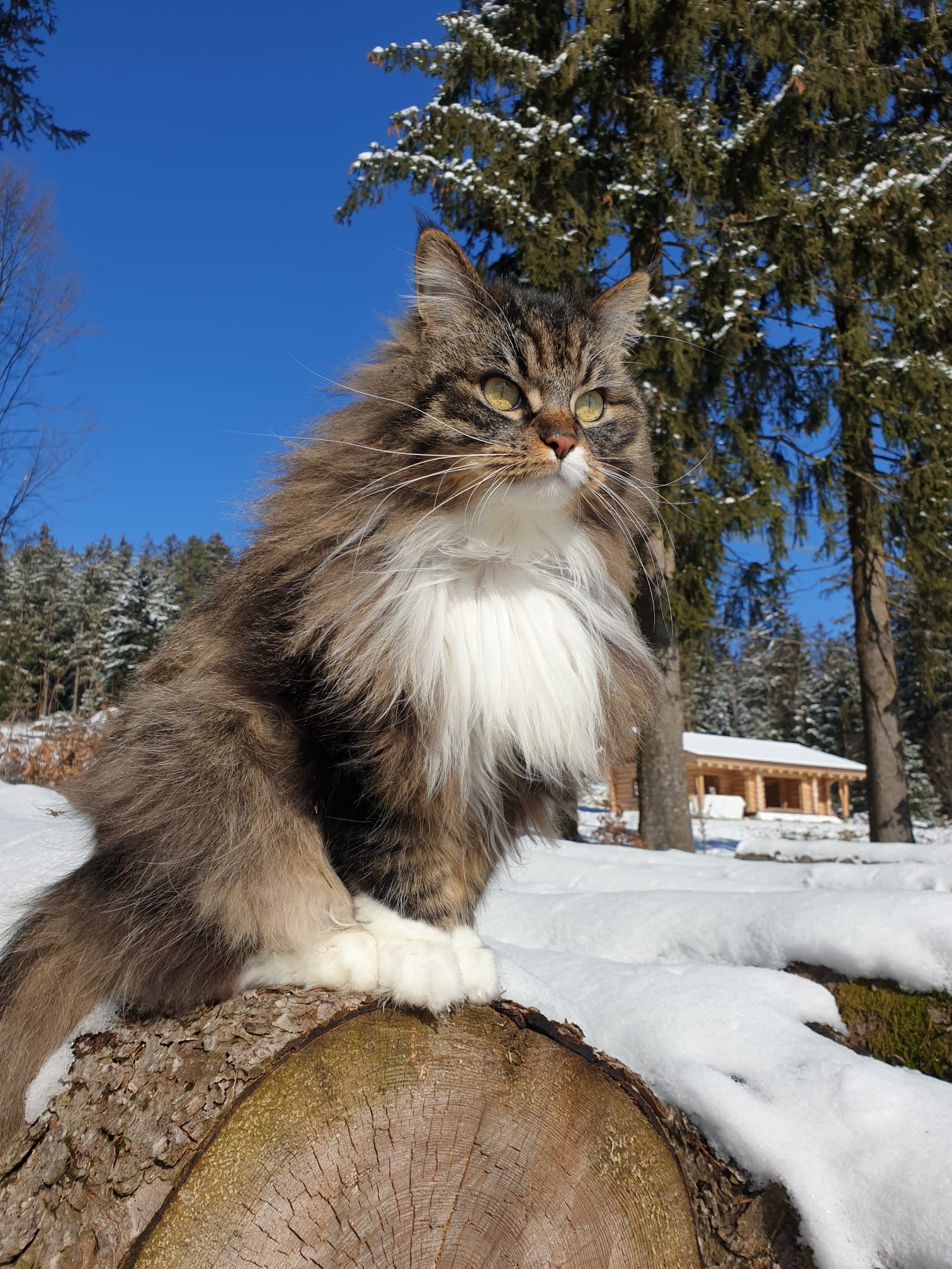 Meine geliebte Seelenkatze Mia